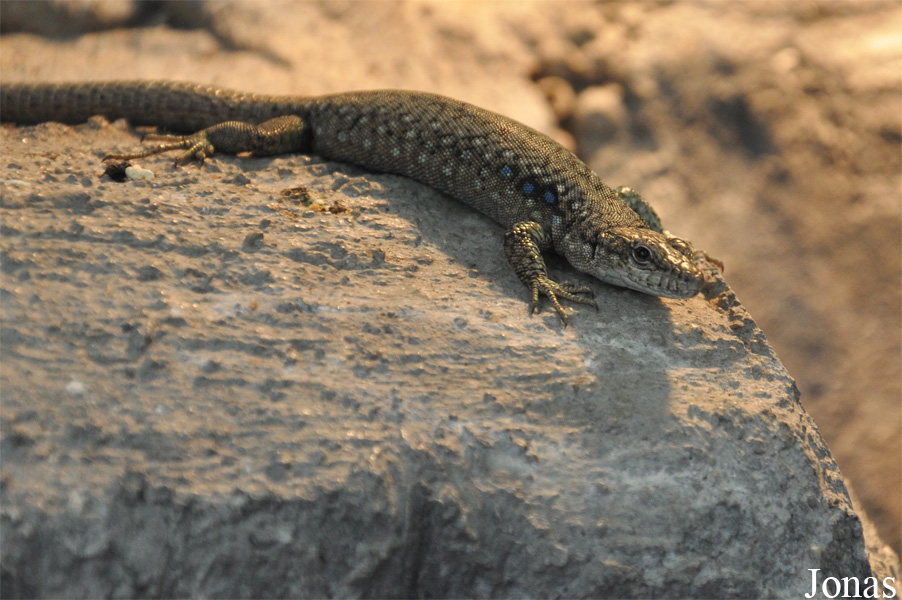 Darevskia unisexualis