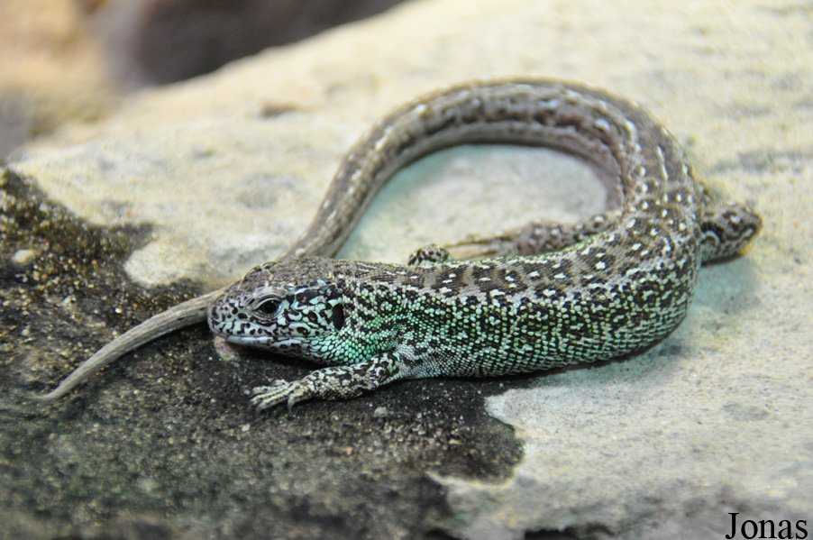 Lacerta agilis