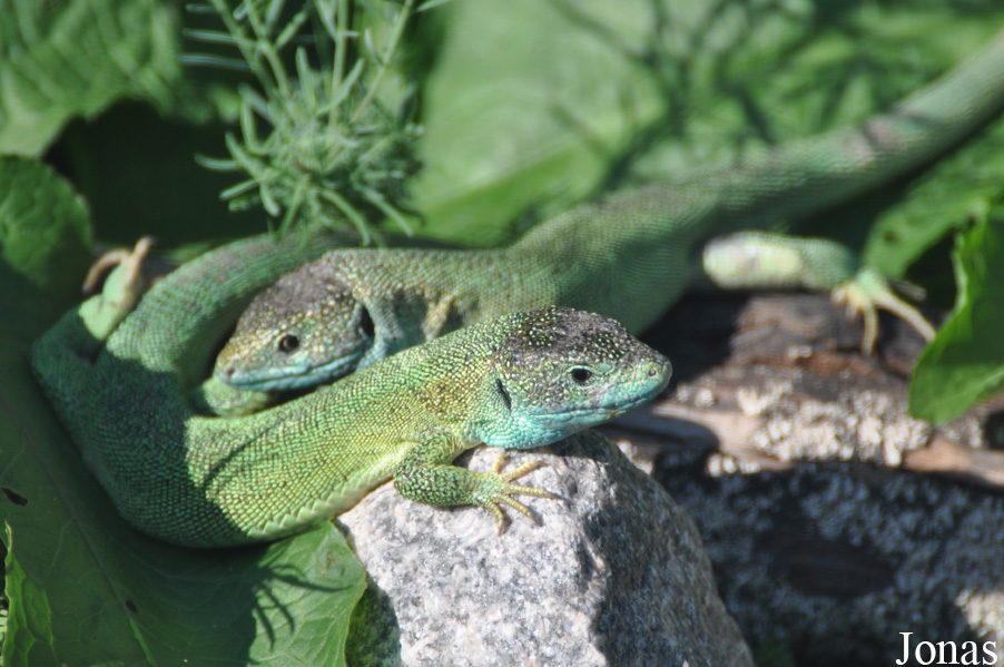 Lacerta bilineata