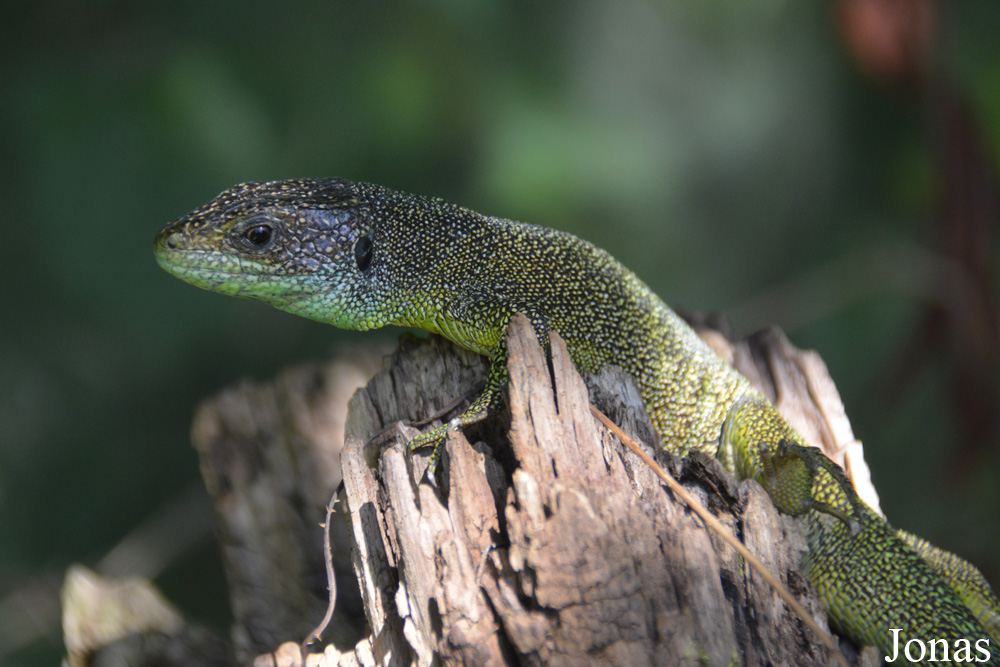 Lacerta bilineata