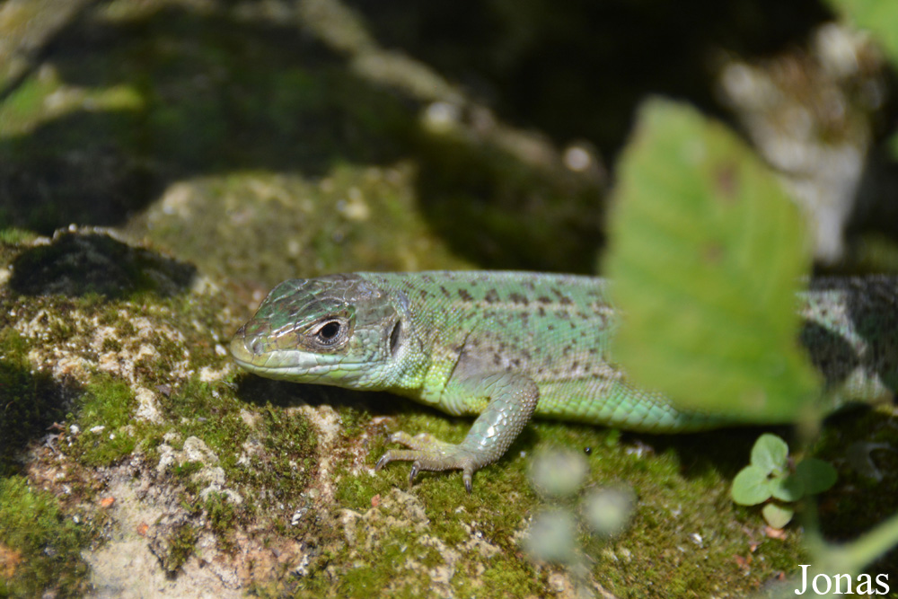 Lacerta bilineata