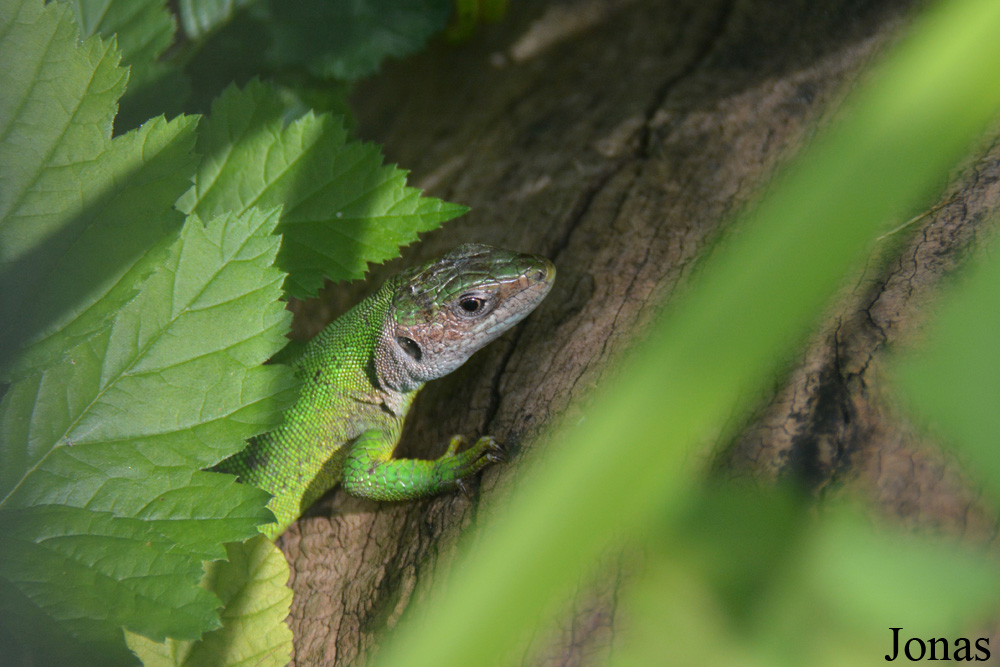 Lacerta bilineata