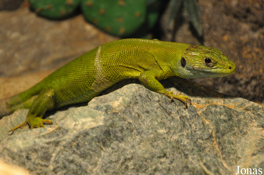 Lacerta viridis