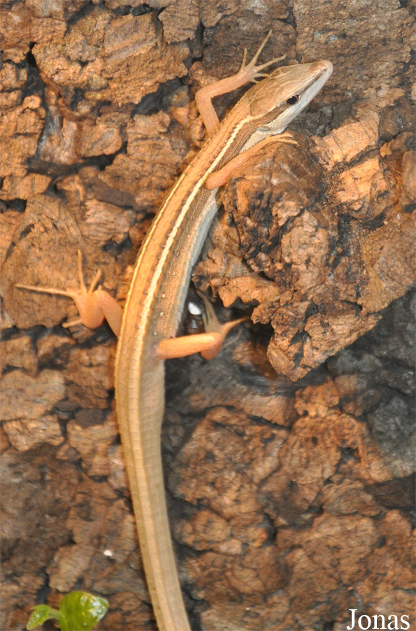 Takydromus sexlineatus