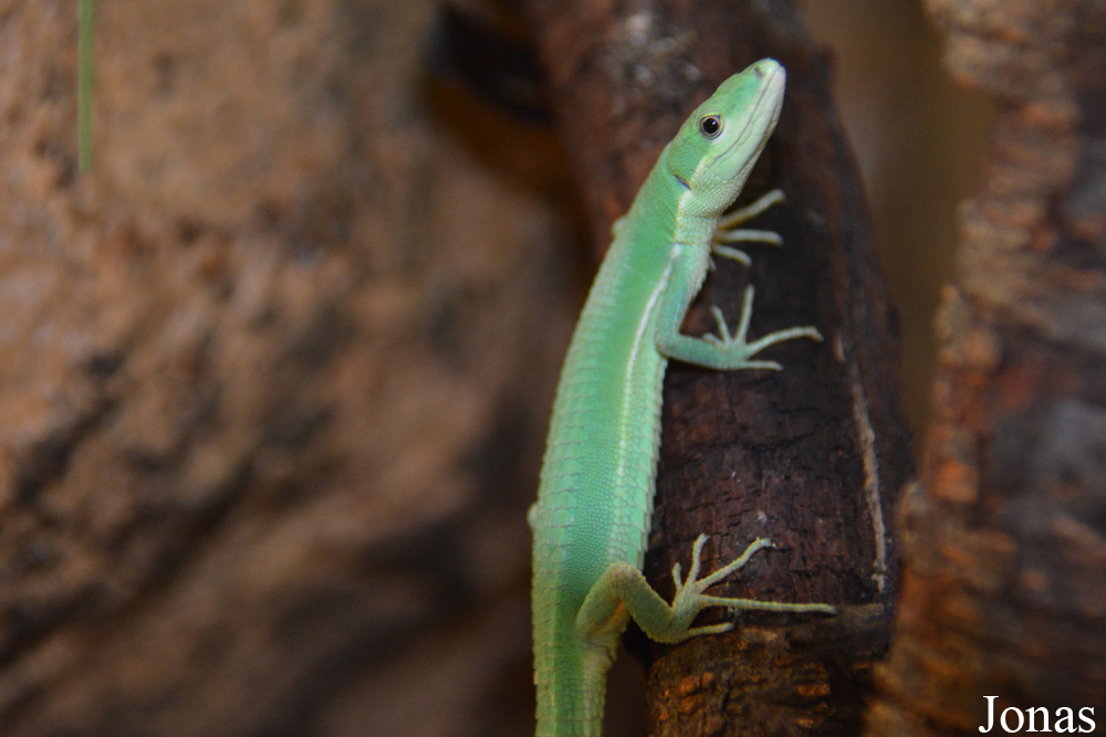 Takydromus smaragdinus
