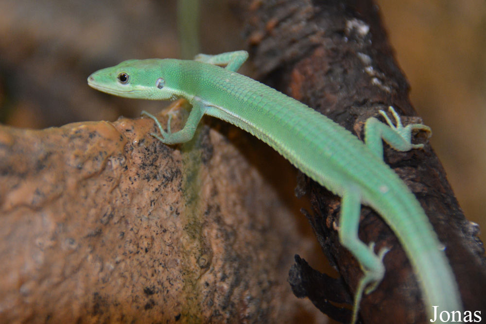 Takydromus smaragdinus