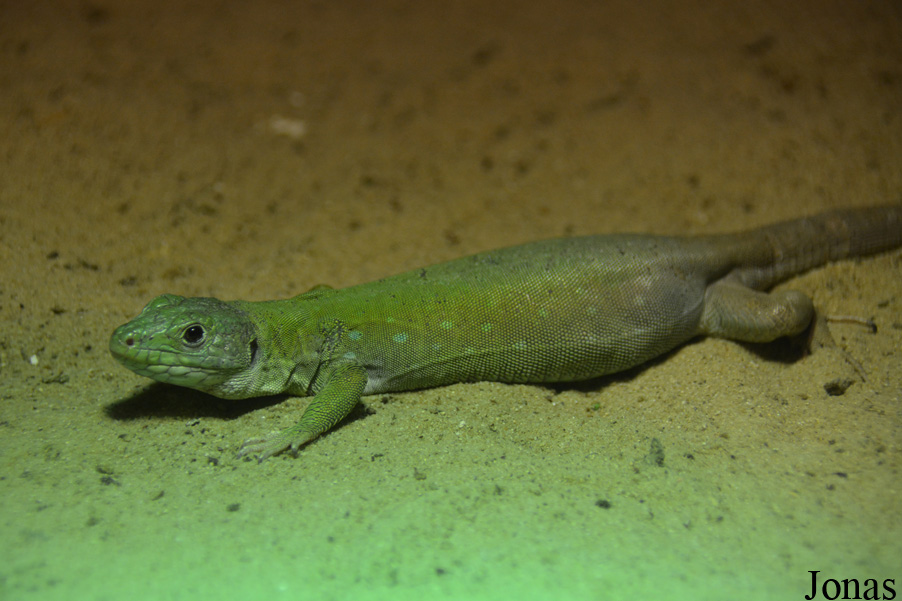 Timon tangitanus