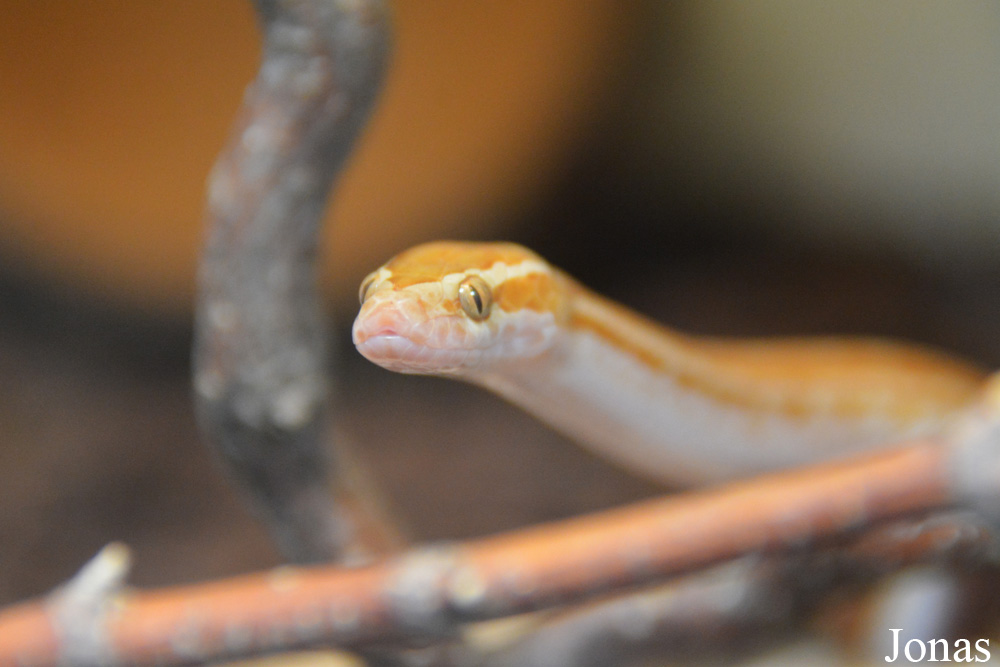 Boaedon fuliginosus