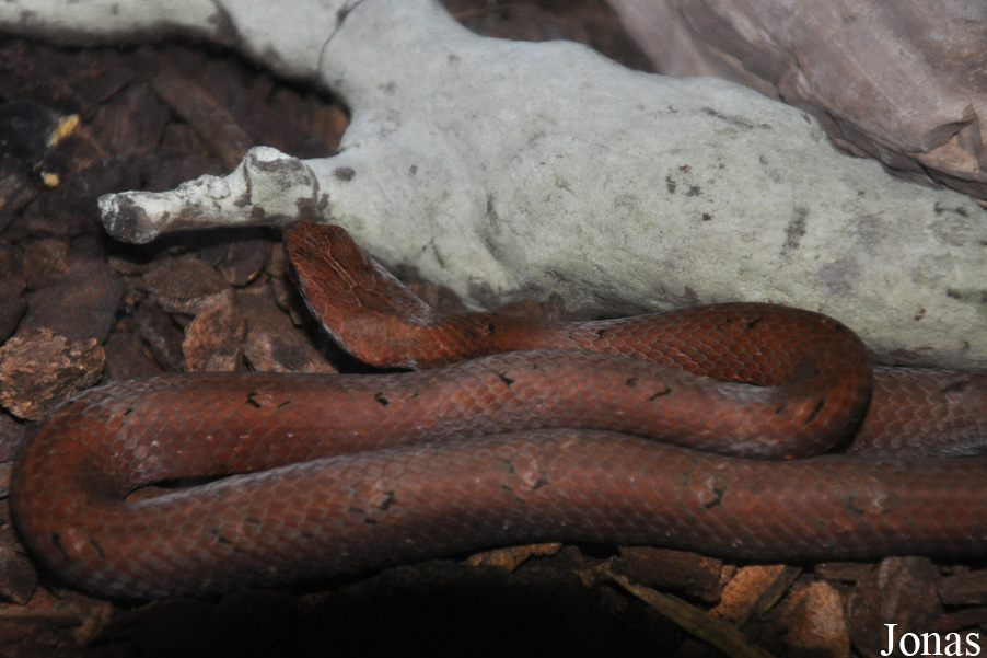 Psammodynastes pulverulentus