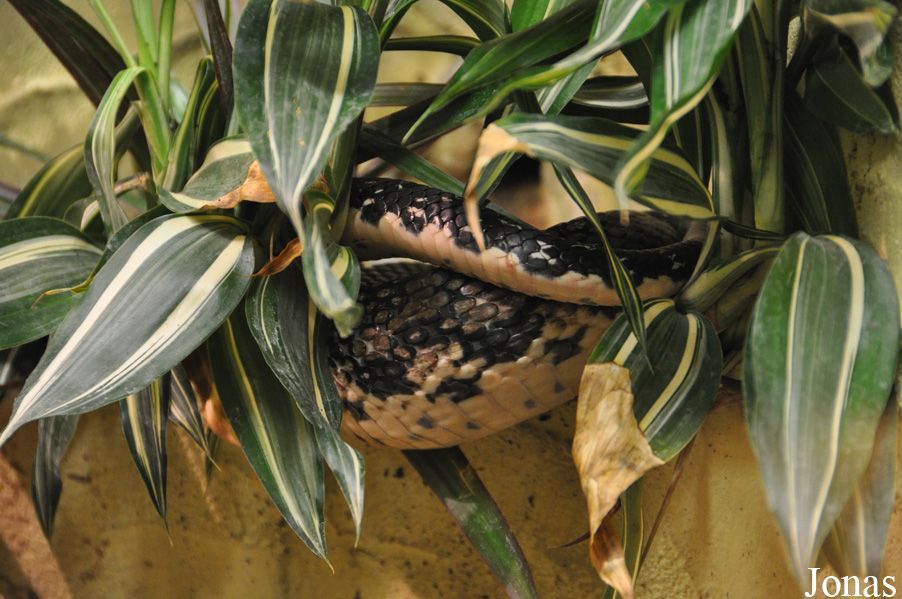 Leioheterodon madagascariensis