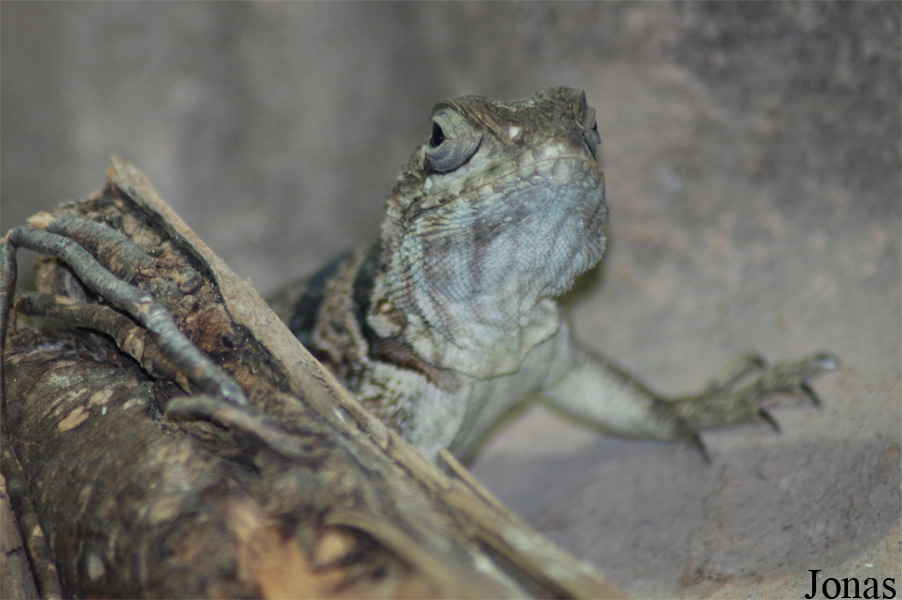 Oplurus cuvieri