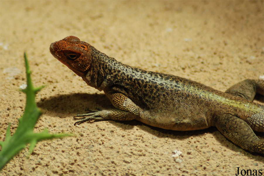 Oplurus grandidieri