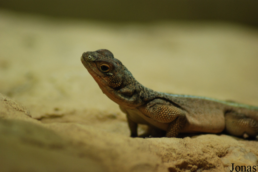 Oplurus grandidieri