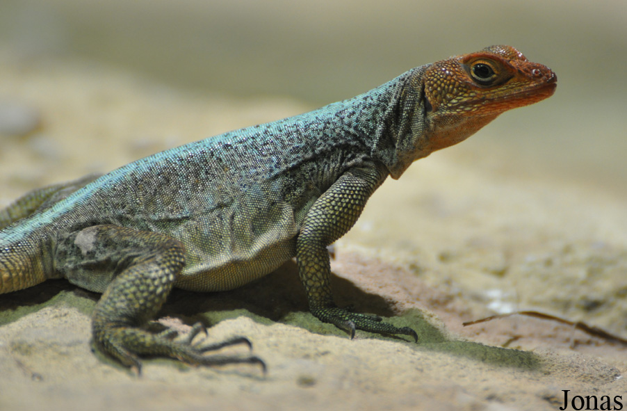 Oplurus grandidieri