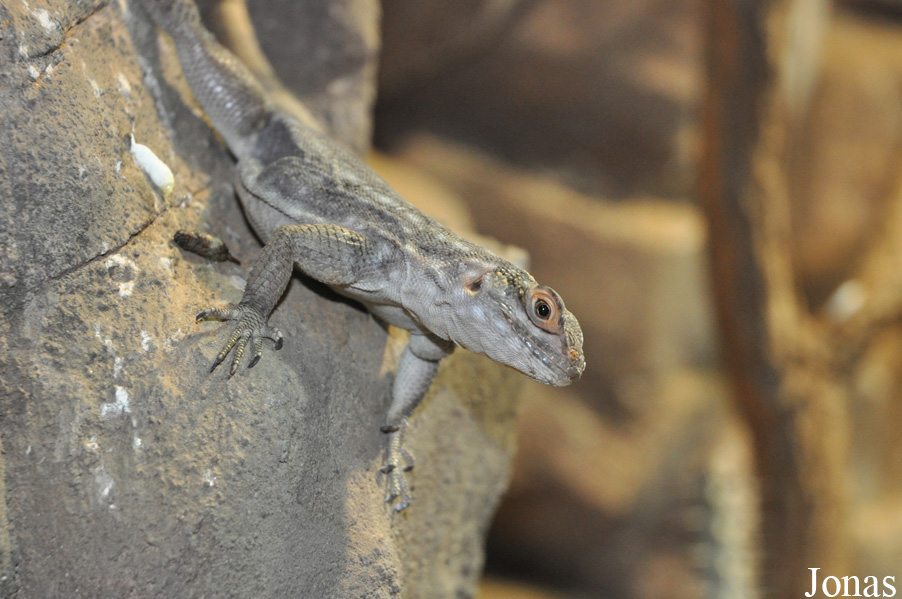 Oplurus quadrimaculatus