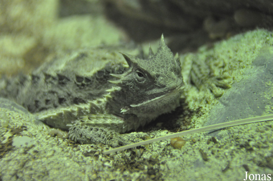 Phrynosoma asio