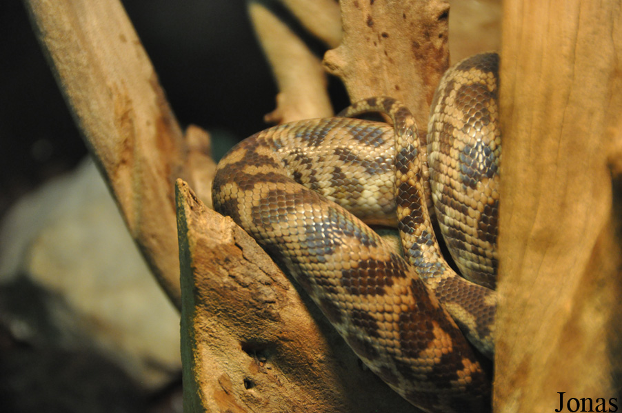 Antaresia maculosa