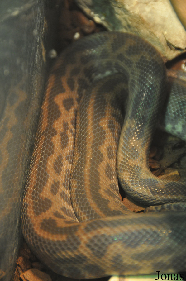 Antaresia maculosa