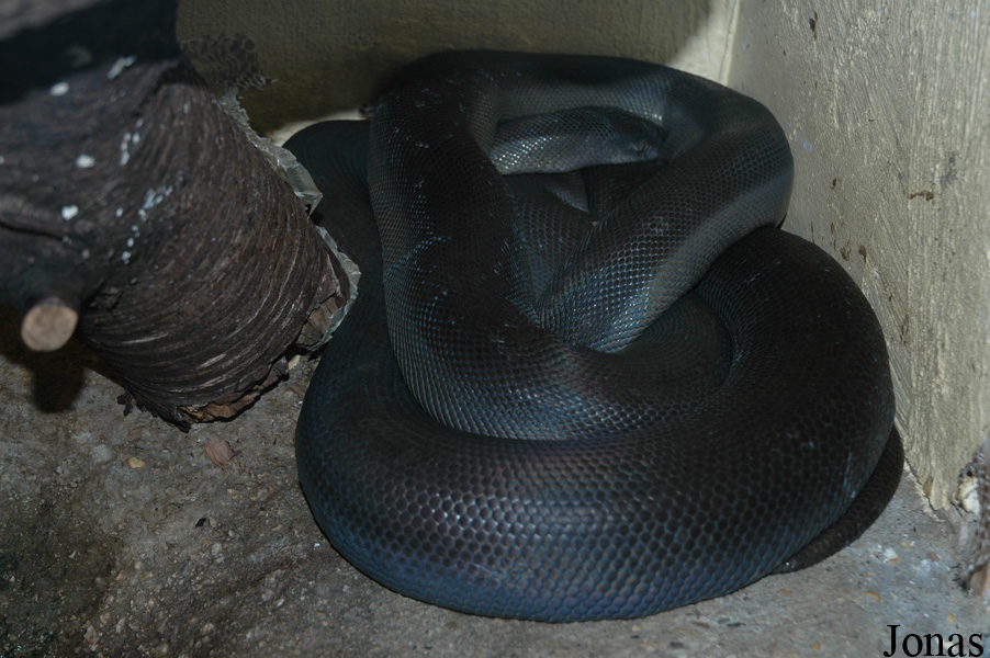 Apodora papuana