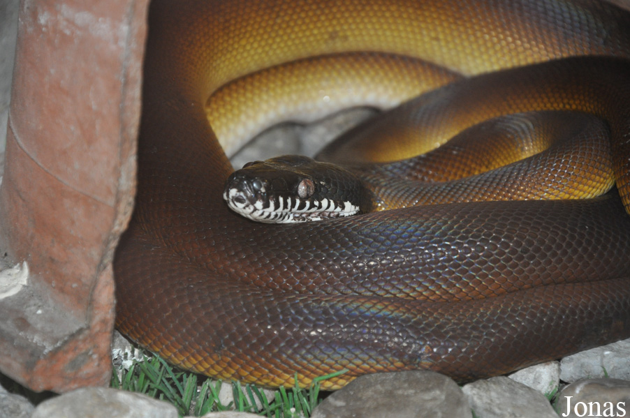 Leiopython albertisii