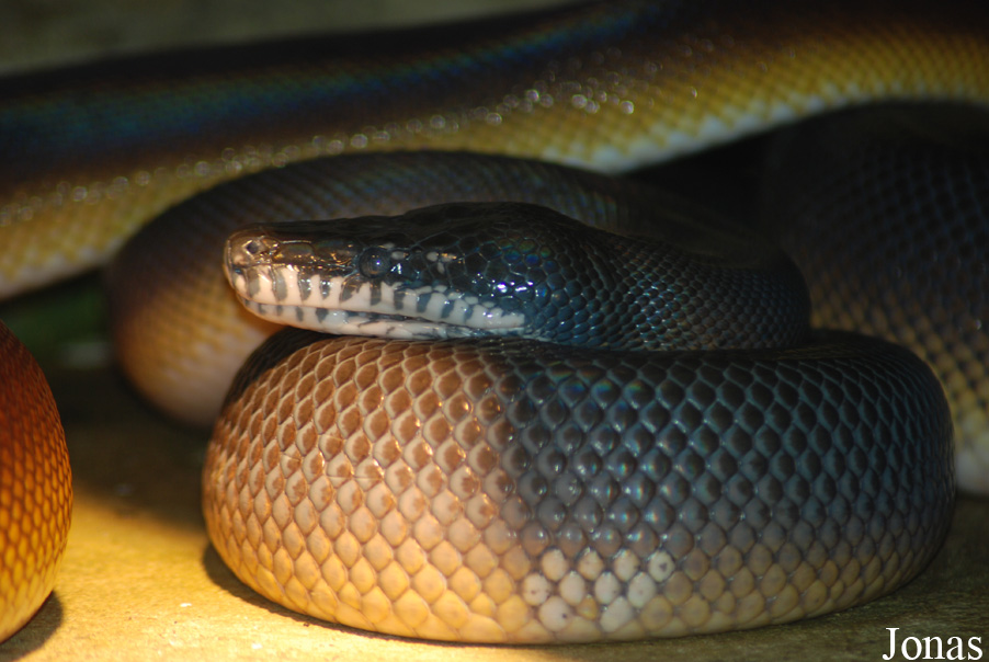 Leiopython albertisii