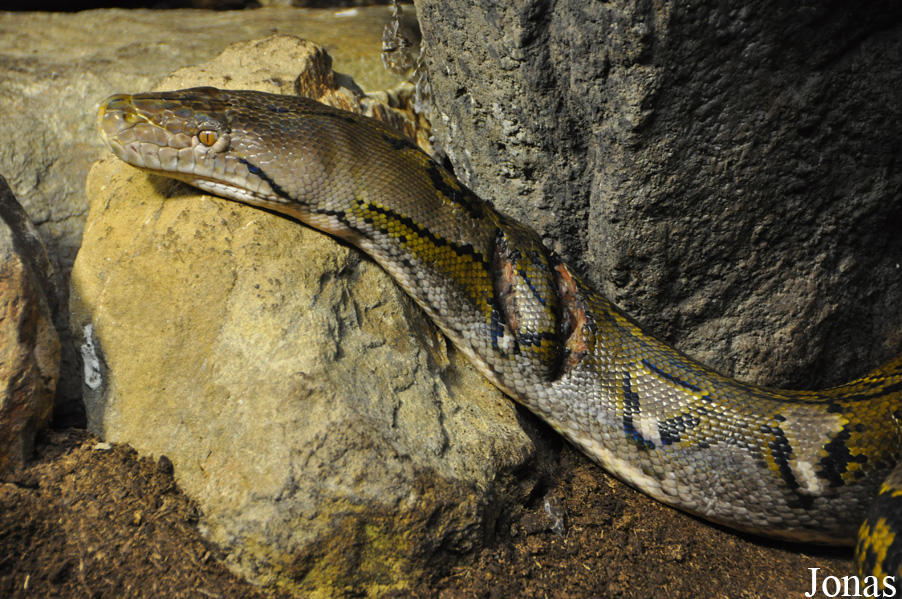 Malayopython reticulatus