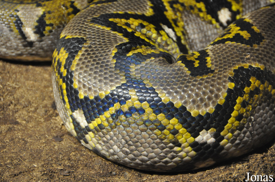 Malayopython reticulatus