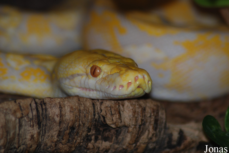 Malayopython reticulatus