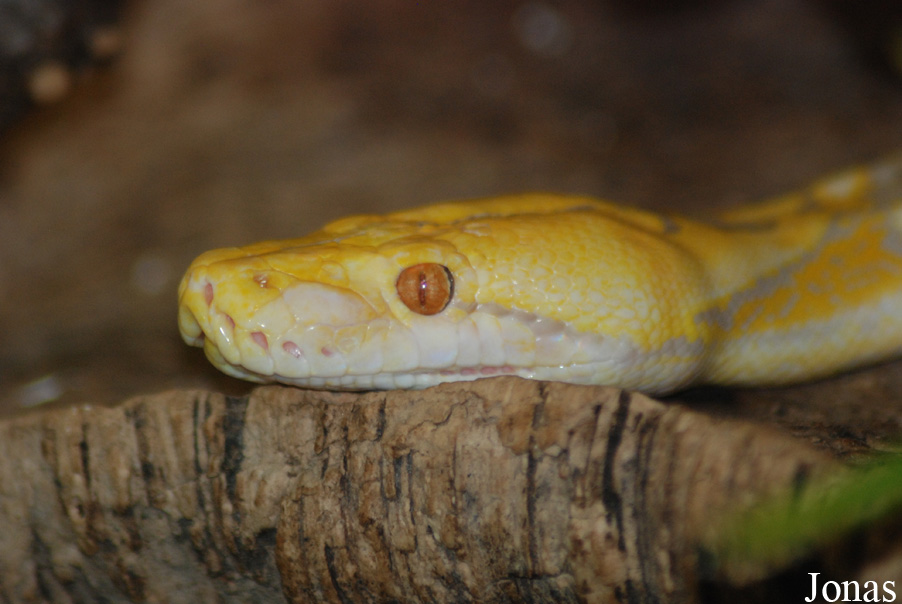 Malayopython reticulatus