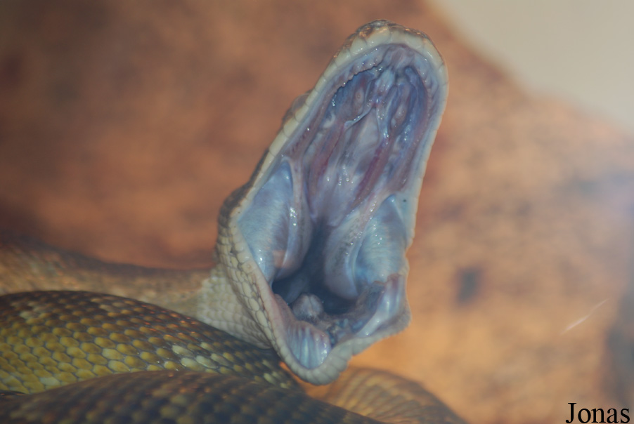 Morelia clastolepis