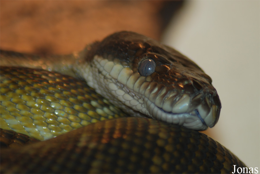 Morelia clastolepis