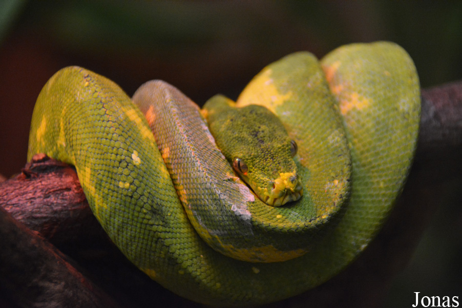 Morelia viridis