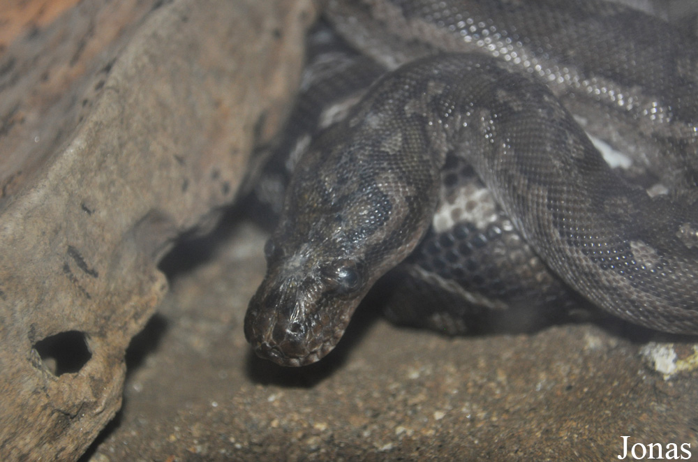 Python anchietae