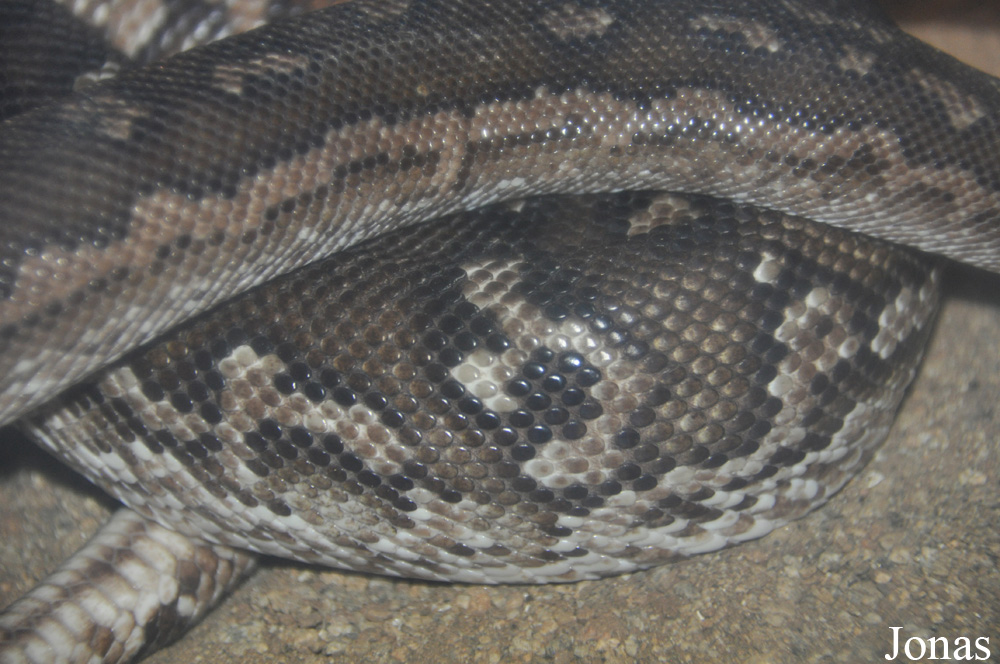 Python anchietae