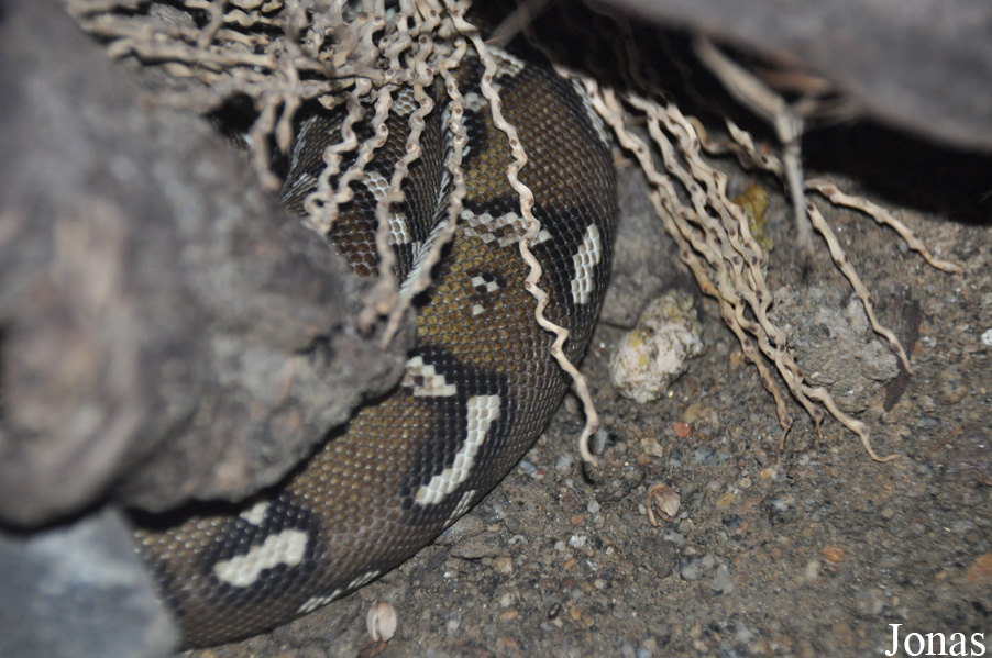 Python anchietae