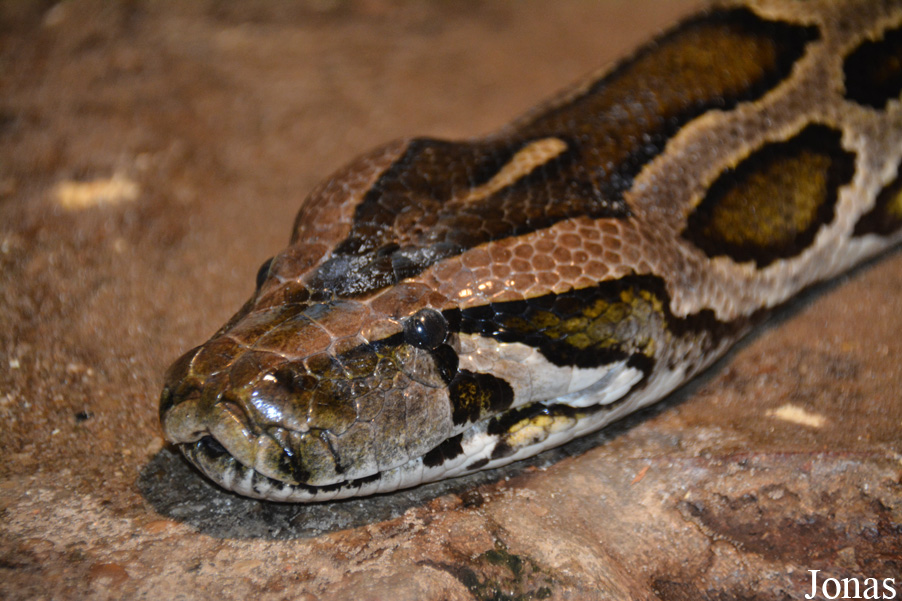 Python bivittatus