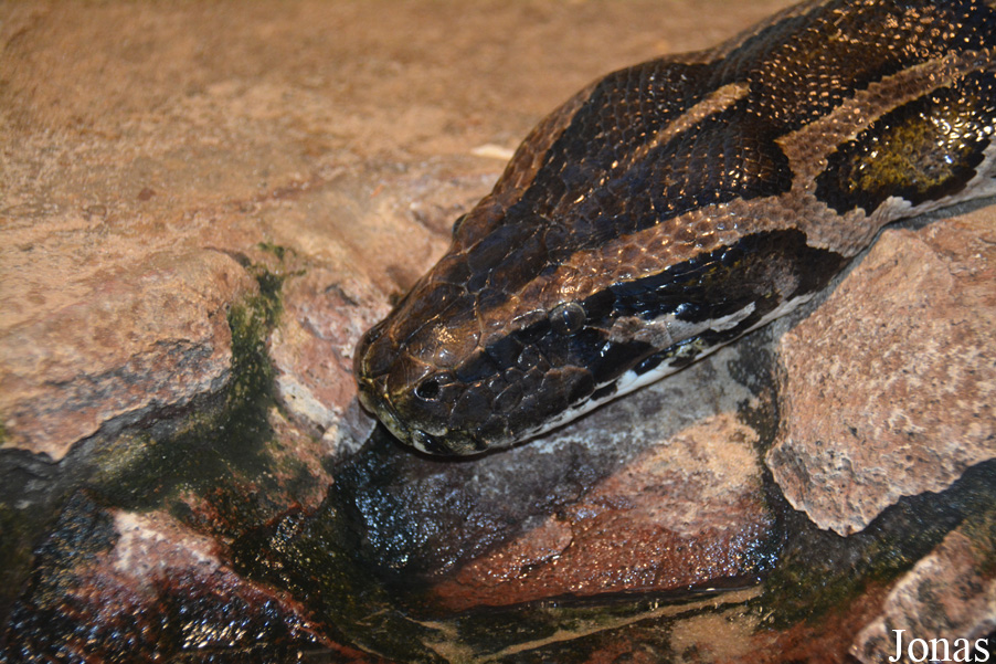 Python bivittatus