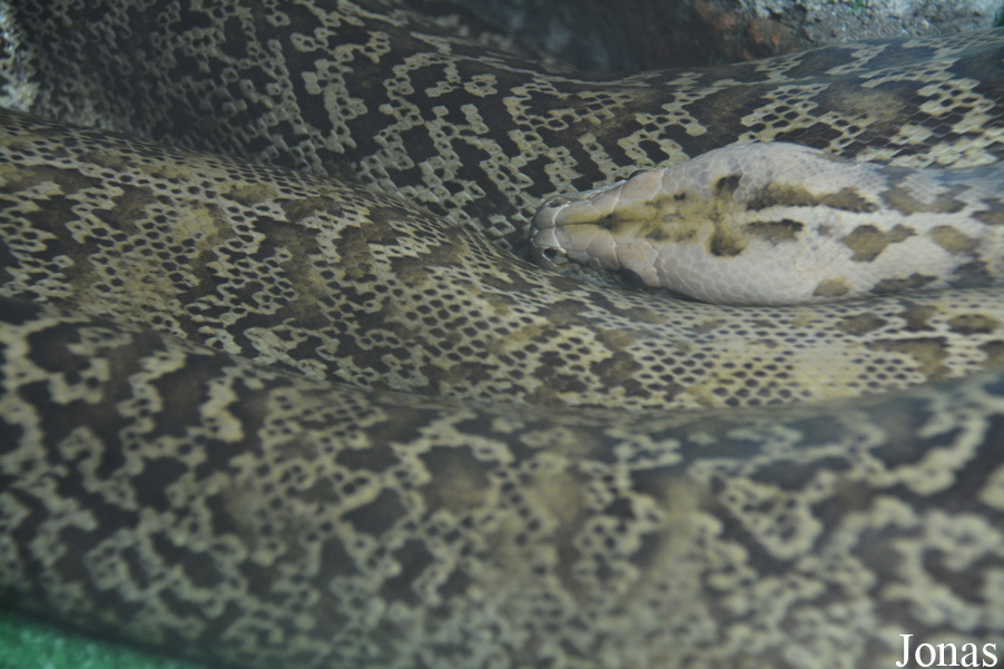 Python bivittatus