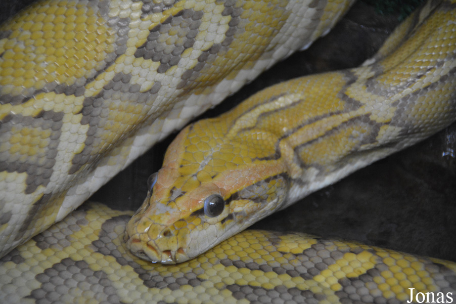 Python bivittatus
