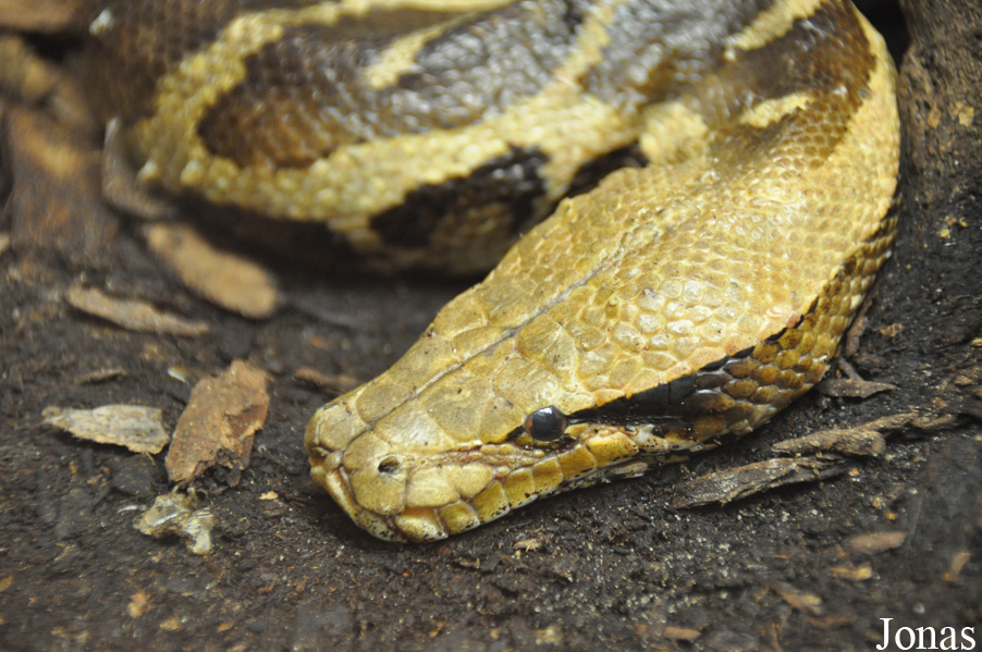 Python brongersmai