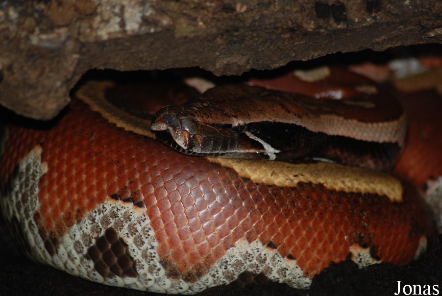 Python brongersmai