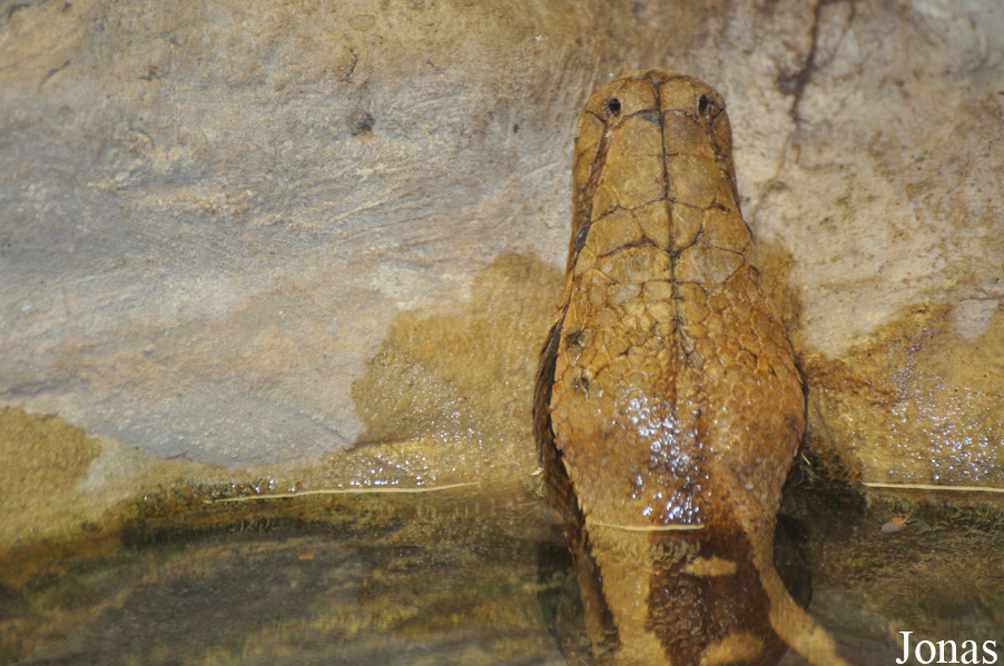 Python curtus