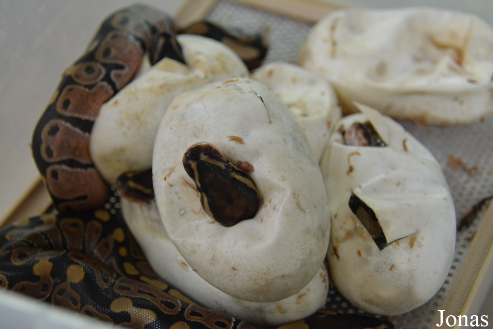 Python regius