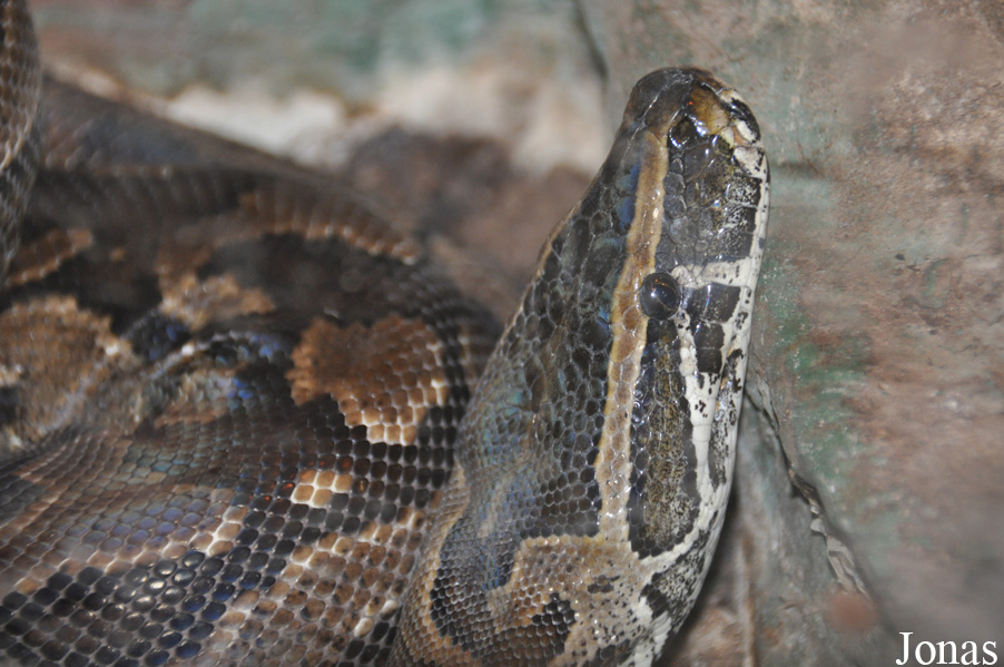 Python sebae