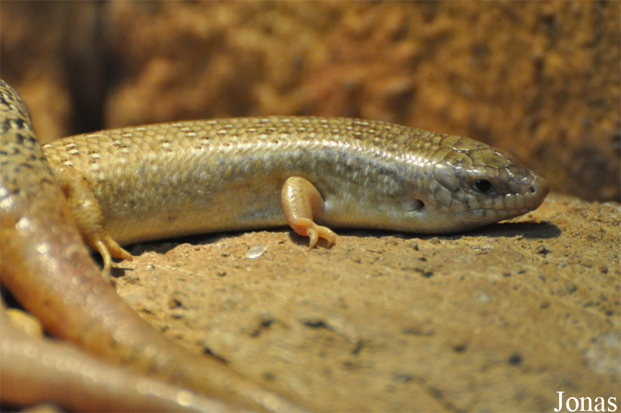 Chalcides ocellatus