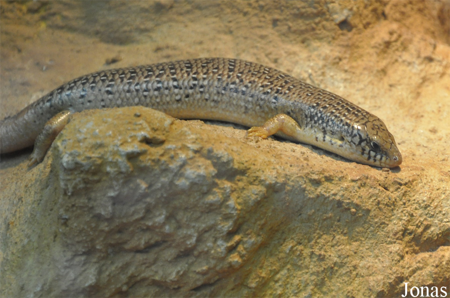 Chalcides ocellatus