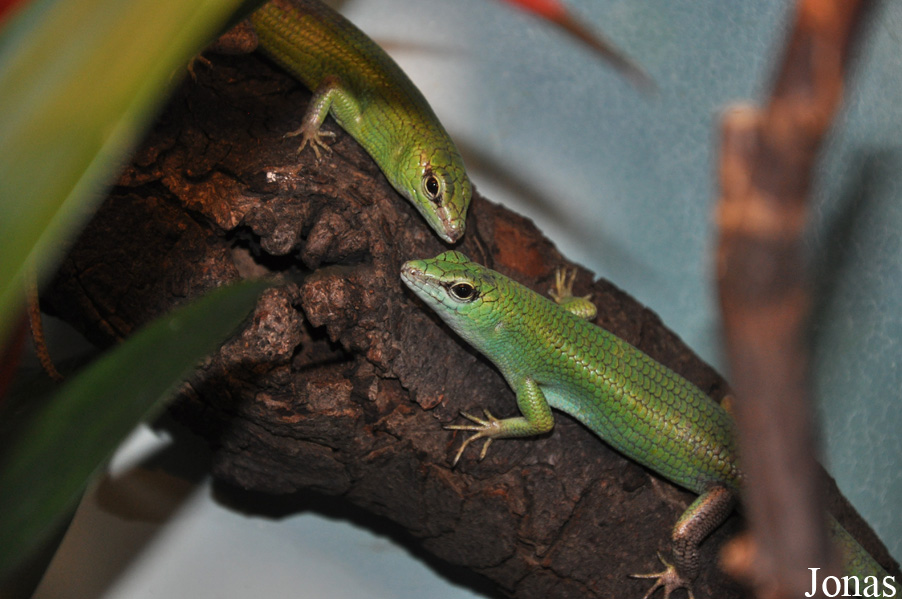 Dasia smaragdina