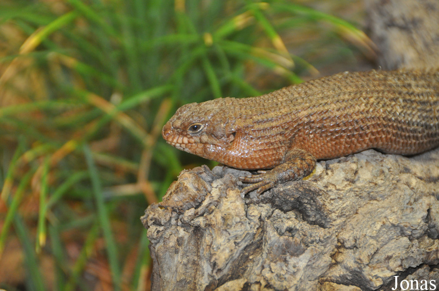 Egernia stokesii