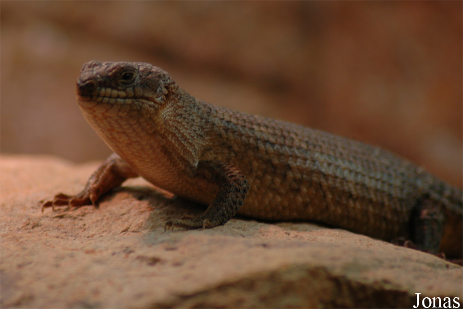Egernia stokesii