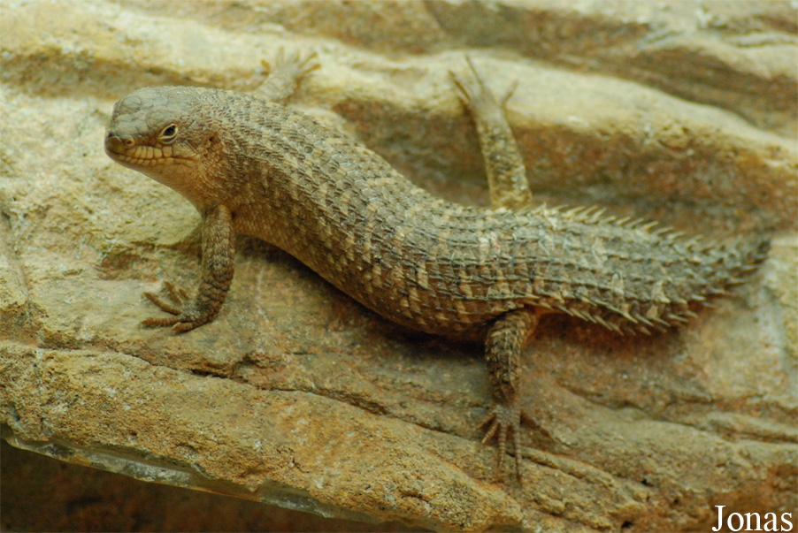Egernia stokesii